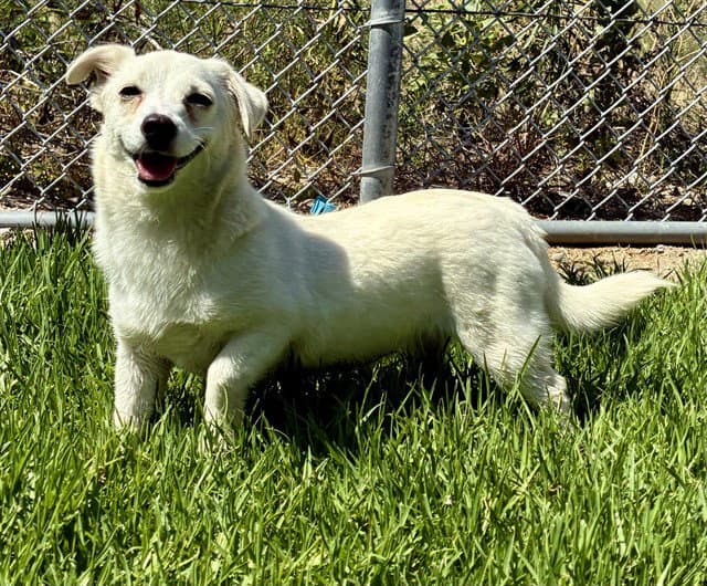 Vanilla - Chihuahua