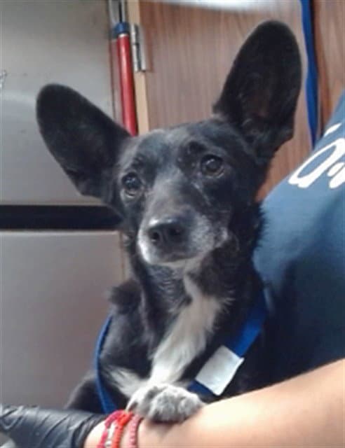 Juanita - Chihuahua