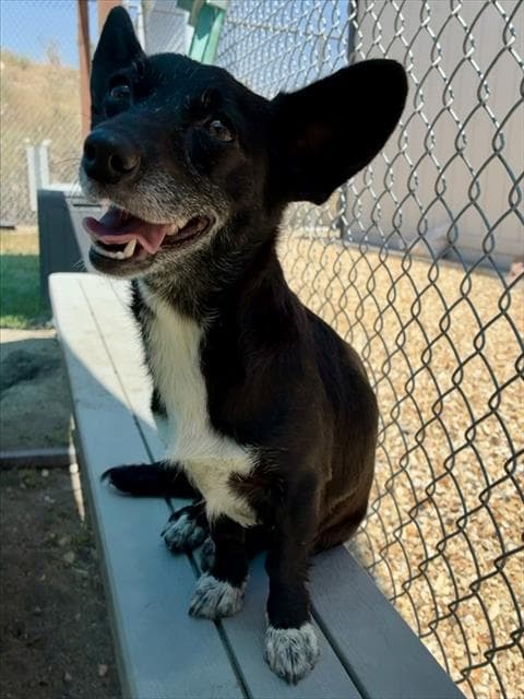 Juanita - Chihuahua