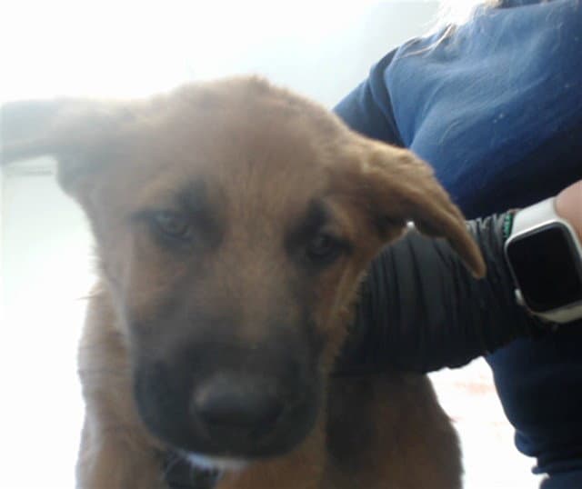 Bobby - German Shepherd Dog