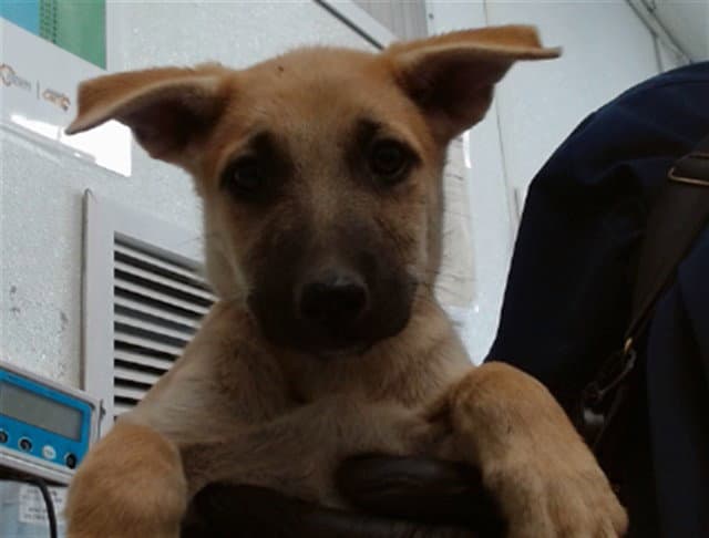 Sammy - German Shepherd Dog
