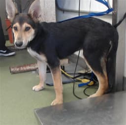 Benny image 1
