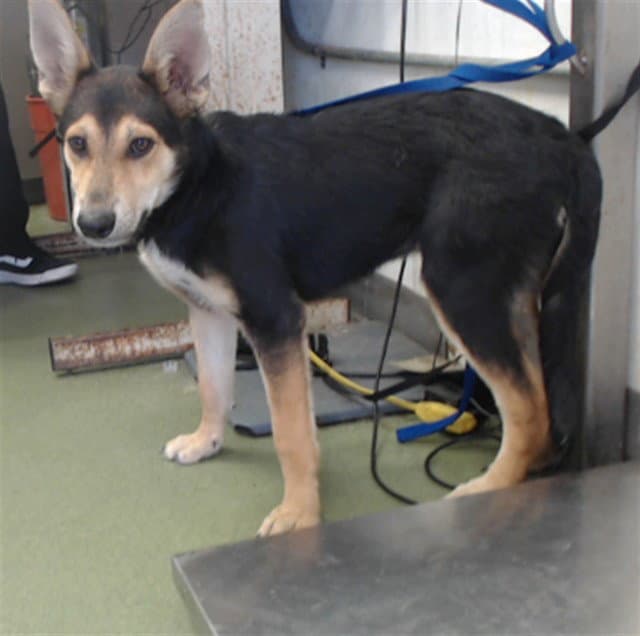 Benny - German Shepherd Dog
