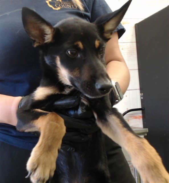 Derek - German Shepherd Dog