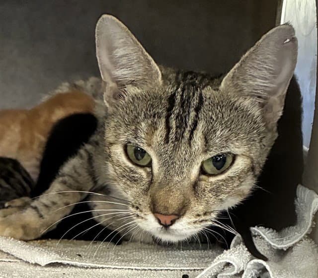 Mama Jenny - Domestic Short Hair