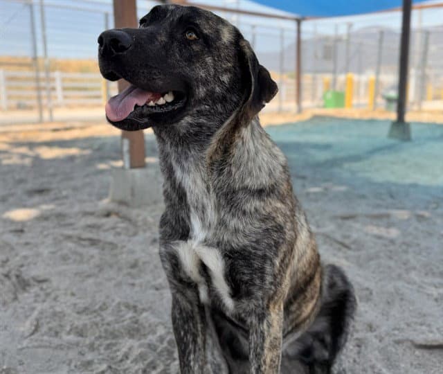 Monet - Plott Hound