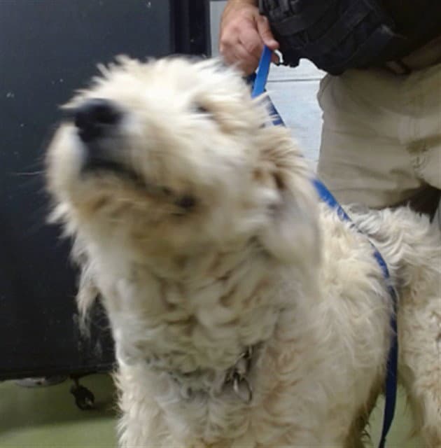 Nube - Old English Sheepdog