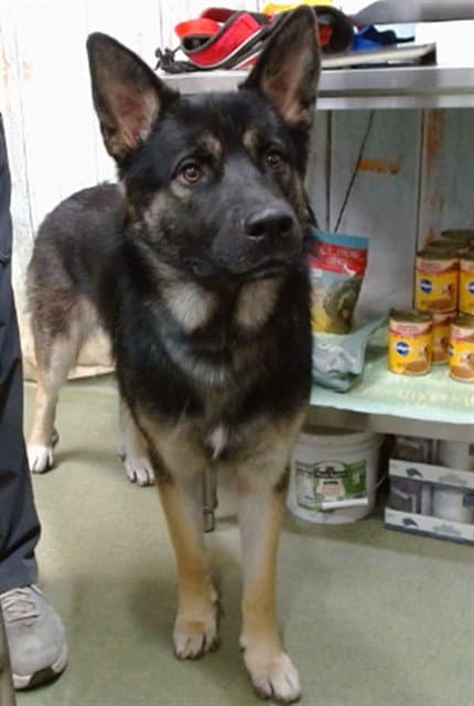 Spartan - German Shepherd Dog