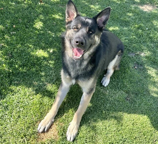 Spartan - German Shepherd Dog