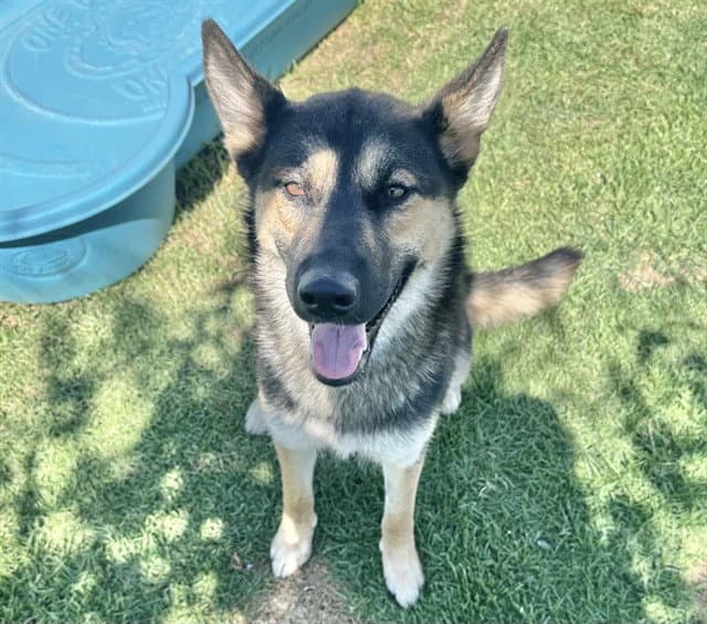 Kelly - German Shepherd Dog
