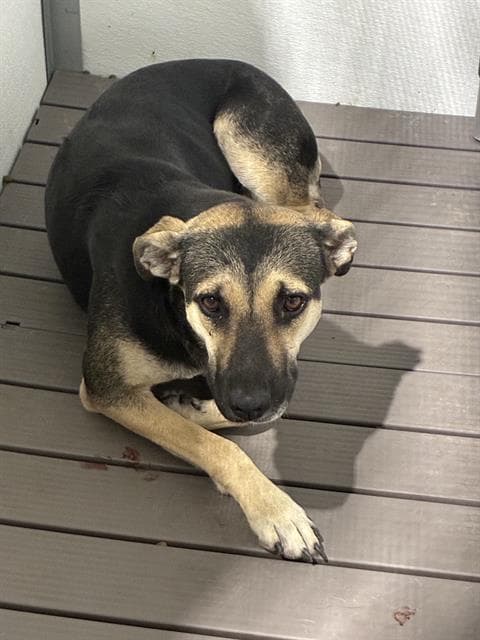 Atlas - German Shepherd Dog
