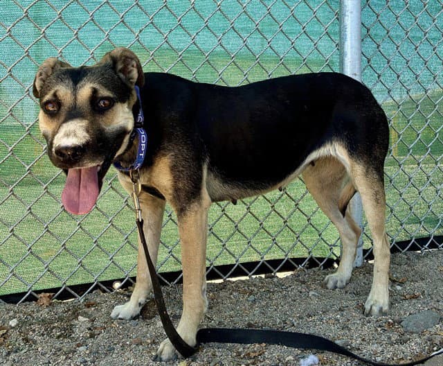 Atlas - German Shepherd Dog