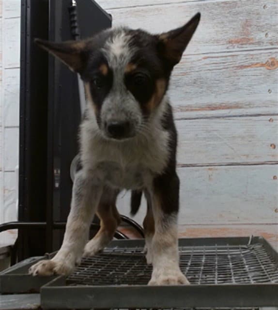 Yair - Australian Cattle Dog/Blue Heeler