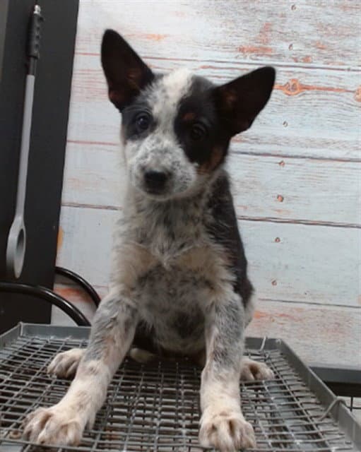 Alexis - Australian Cattle Dog/Blue Heeler