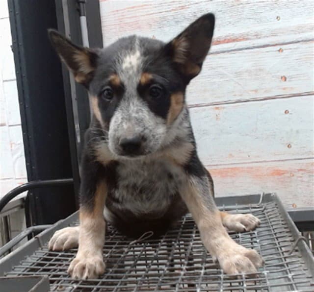 Ari - Australian Cattle Dog/Blue Heeler