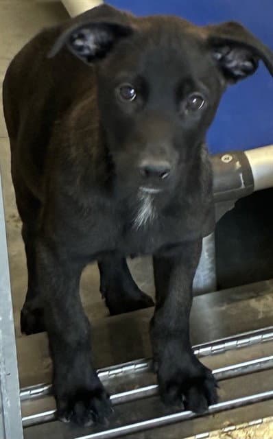 Walker - Labrador Retriever