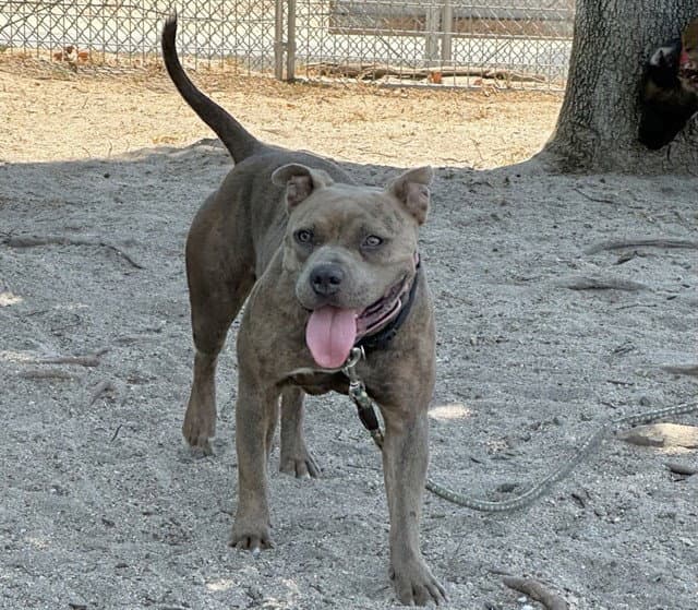 Med Waiver Mochi - American Staffordshire Terrier