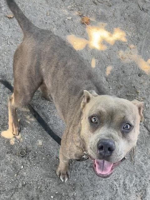 Med Waiver Mochi - American Staffordshire Terrier