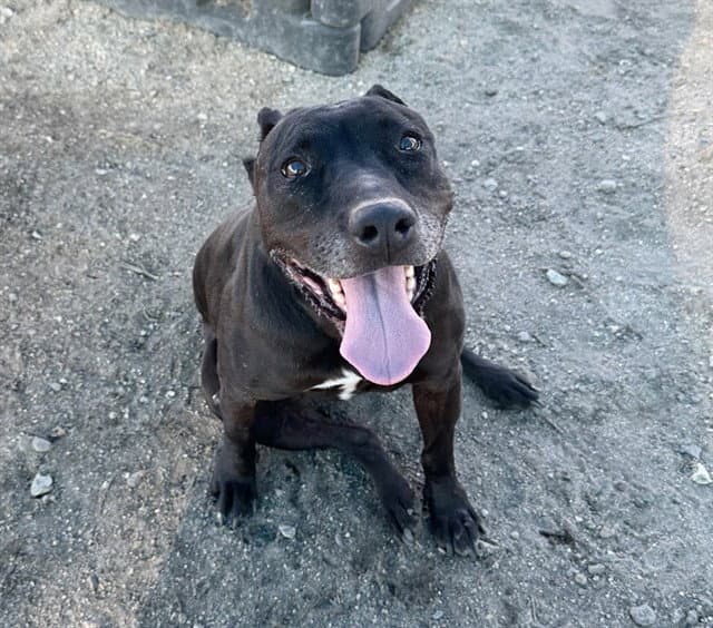Catrina - Pit Bull Terrier