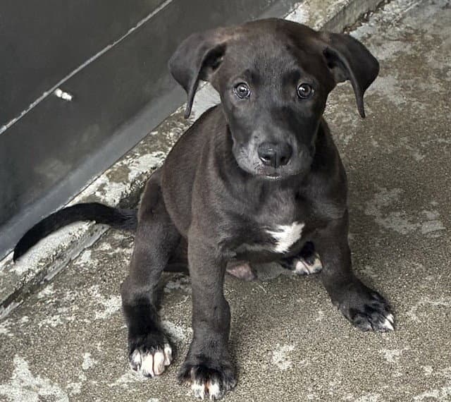 Cole - Pit Bull Terrier