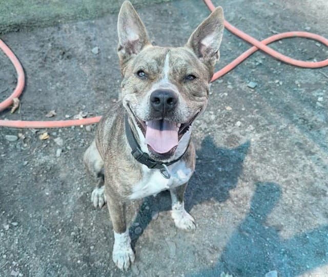 Quan - Pit Bull Terrier