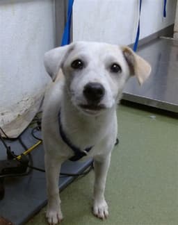 Zippie image 1