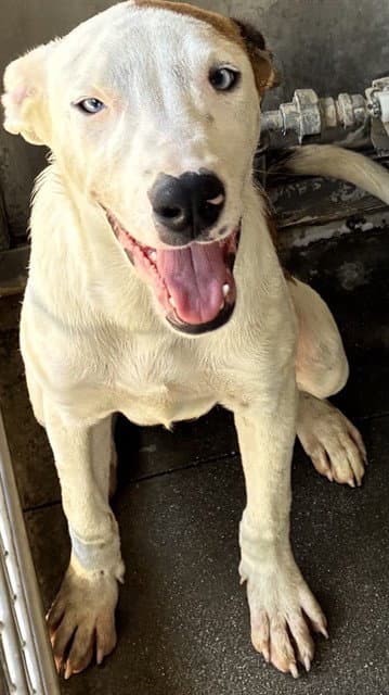 Kelly - Labrador Retriever