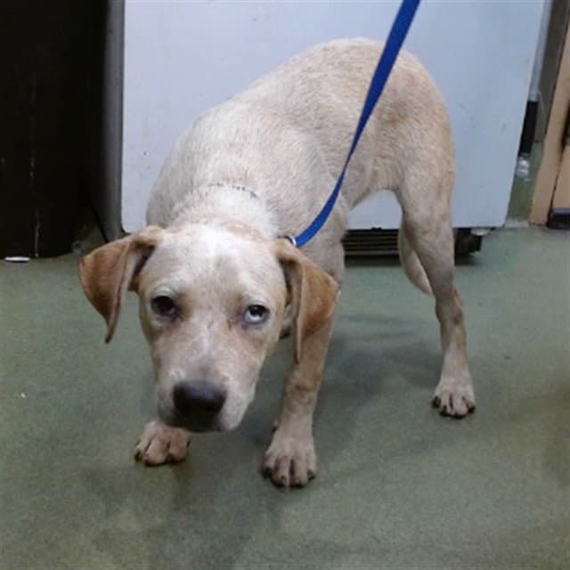 Letoya - Labrador Retriever