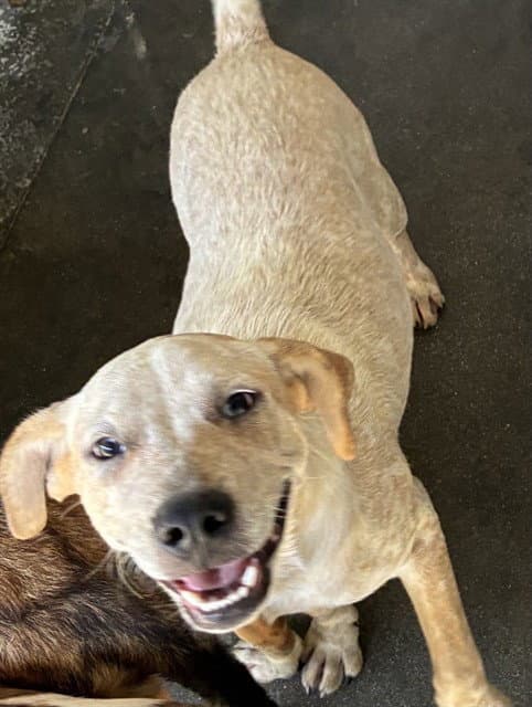 Letoya - Labrador Retriever