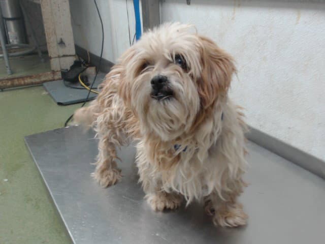 Tina - Shih Tzu