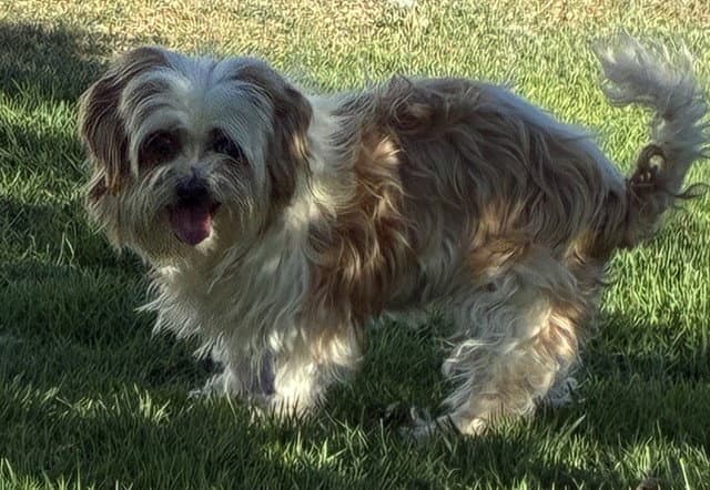 Tina - Terrier