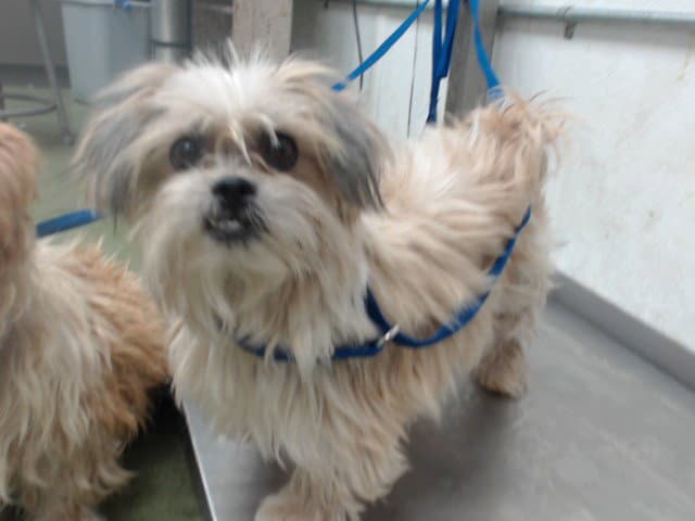Trisha - Shih Tzu