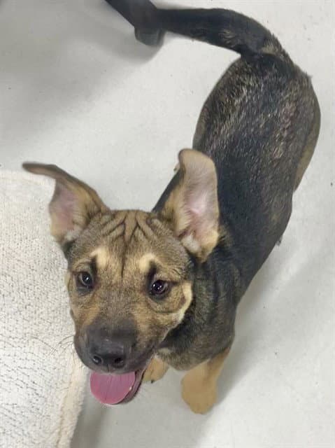 Urgent Med Adopt Dylan - German Shepherd Dog