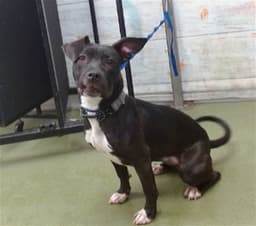 Med Adopt Piper image 1