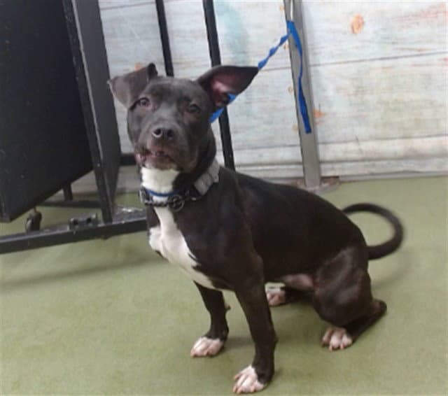 Med Adopt Piper - Pit Bull Terrier