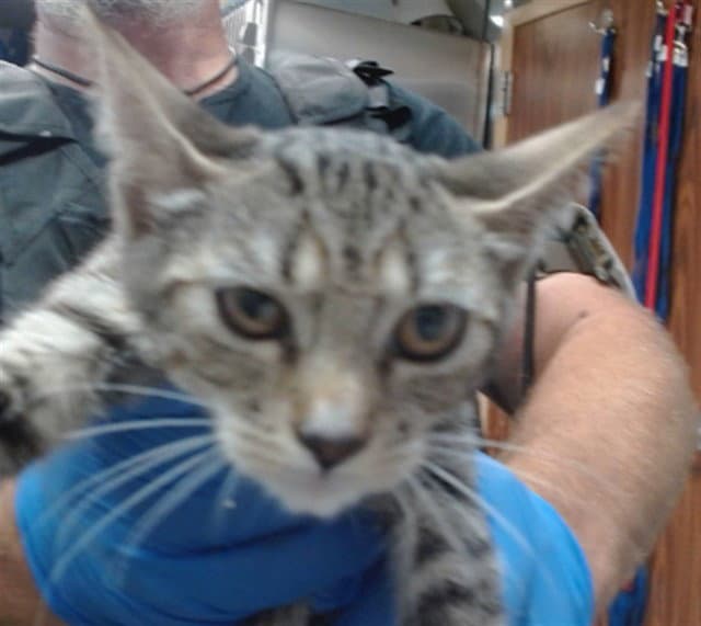 Peggy - Domestic Short Hair