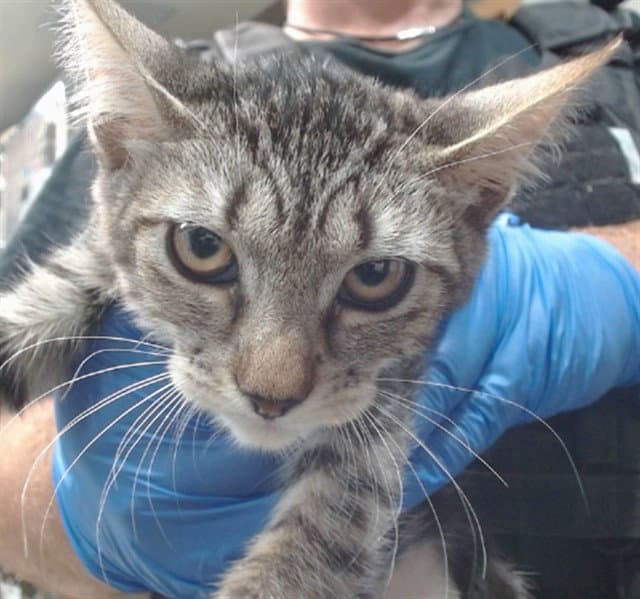 Angelica - Domestic Short Hair