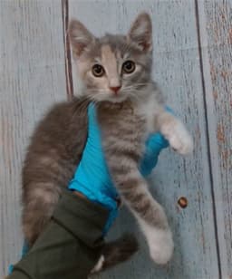 Purrlina image 1