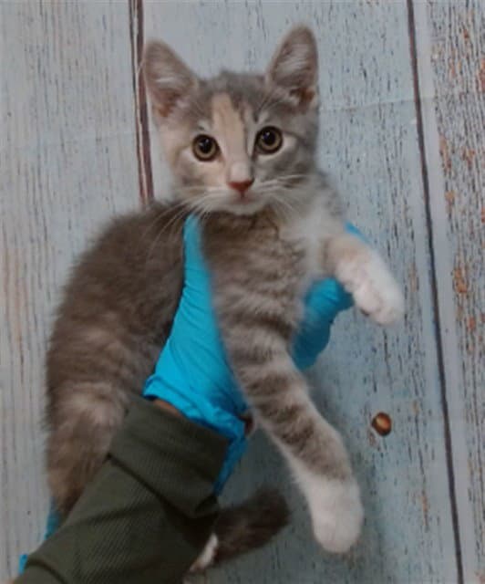Purrlina - Domestic Short Hair