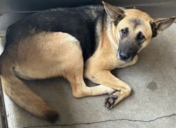 Urgent Med Adopt Brianna image 1