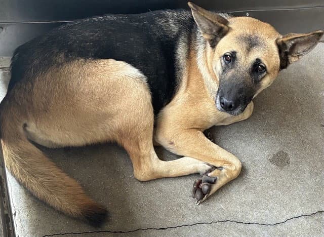 Urgent Med Adopt Brianna - German Shepherd Dog