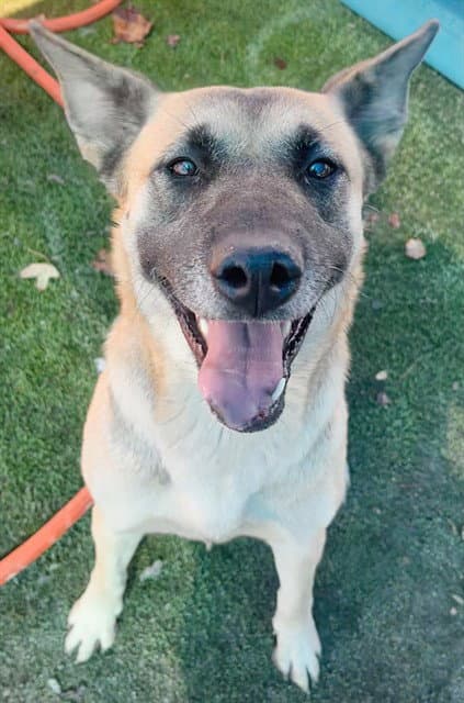 Urgent Med Adopt Brianna - German Shepherd Dog