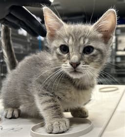 Thrushpelt image 1