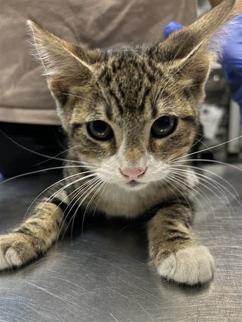 Harestar - Domestic Short Hair