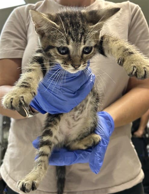 Cloverfoot - Domestic Short Hair