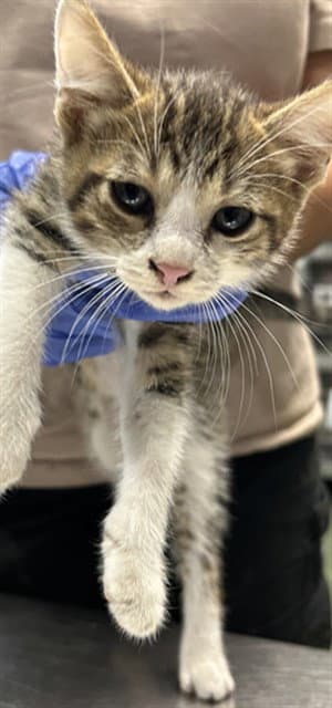 Hawkfrost - Domestic Short Hair