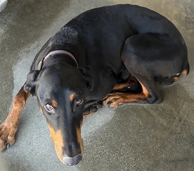 Butterfly - Doberman Pinscher