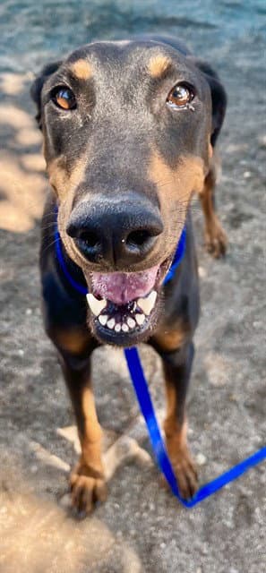 Butterfly - Doberman Pinscher