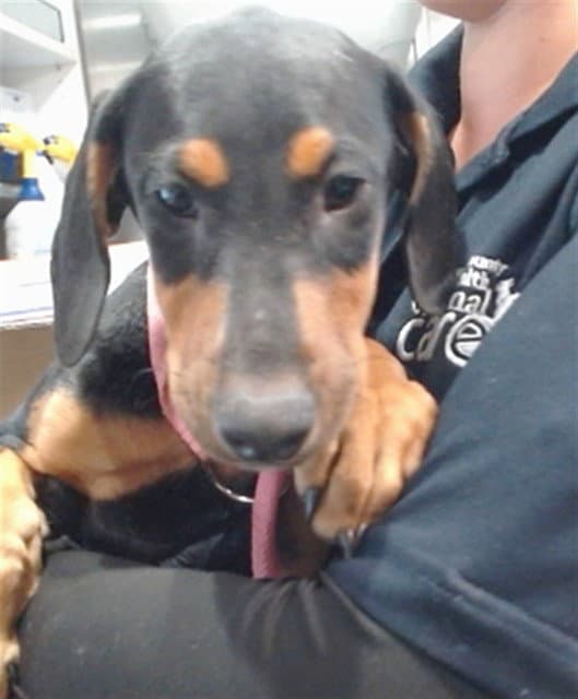 Lizzie - Doberman Pinscher