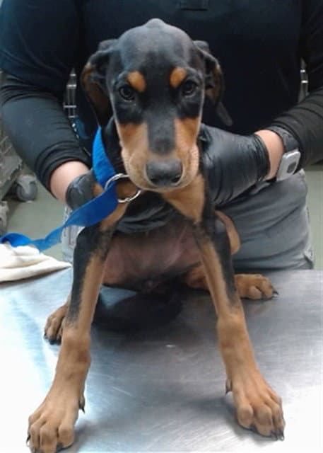 Miranda - Doberman Pinscher